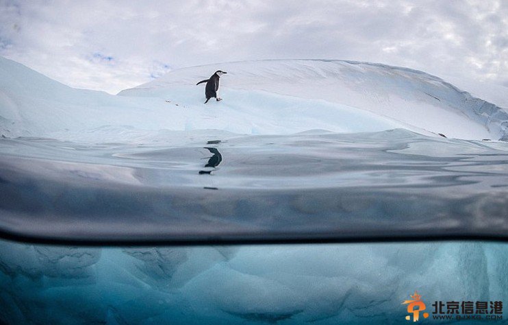 美摄影师冰冷海水中拍摄企鹅跳水嬉戏的动人画面