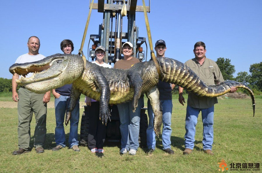 美国捕获长约4米重达330公斤巨鳄
