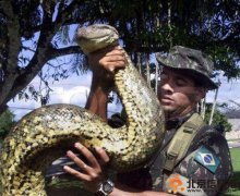世界最大的蛇“桂花” 世界最大的蛇重447公斤 世界最大的蛇可以吞下一个人