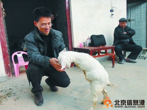 安徽患癌青年慕名而来,最终决定买走小羊。