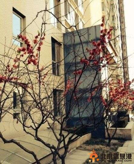 鲁健假花前与爱妻留影：春色不急人心急(图)