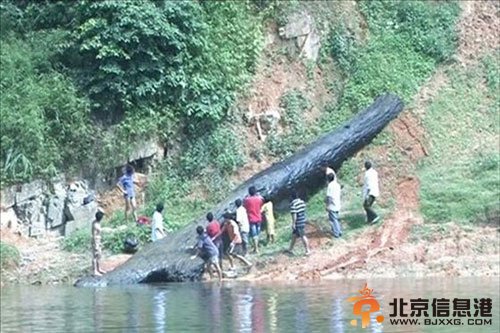 乌木图片