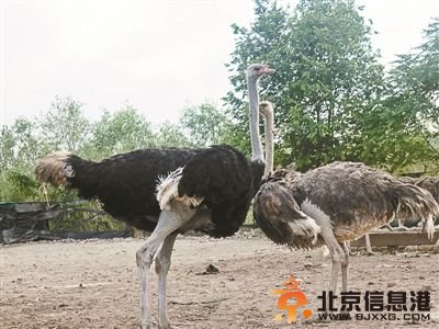 逃跑的鸵鸟(左一)回到养殖场摄影/李亚飞