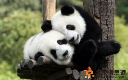 中国租借给马来西亚熊猫 大马建豪宅迎贵宾