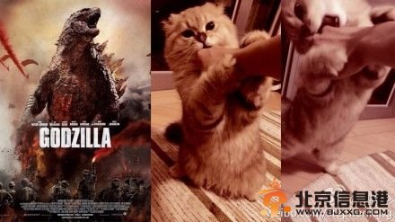 赤裸裸秀恩爱！冯德伦被舒淇爱猫抓发飙(图) 