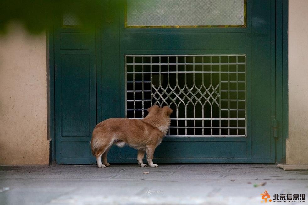 昆明忠犬被遗弃 守在楼下苦等主人一周