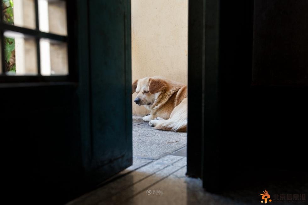 昆明忠犬被遗弃 守在楼下苦等主人一周