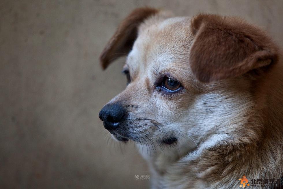 昆明忠犬被遗弃 守在楼下苦等主人一周