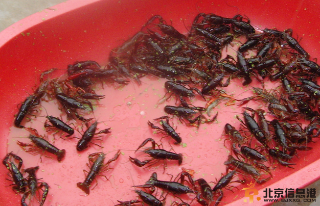 夺命小龙虾致7旬老太身亡 网友：龙虾钳有毒？