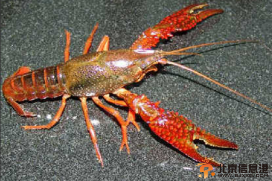 夺命小龙虾致7旬老太身亡 网友：龙虾钳有毒？