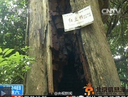 视频截图：红豆杉碳化部分被掏空