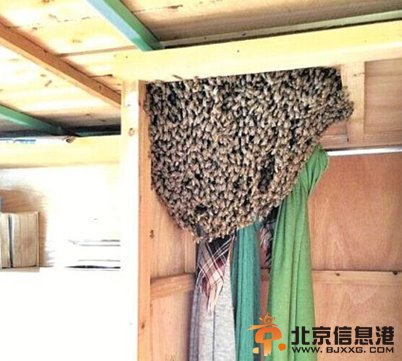 千百只蜜蜂在大学宿舍衣柜内安家 舍友不敢进入
