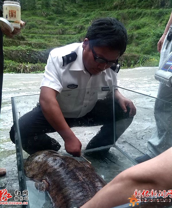 湖南村民捡到50斤重娃娃鱼