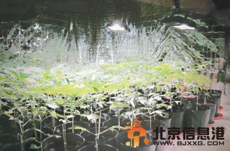台湾两名男子旁警局种大麻 称最危险之地最安全（视频/图）