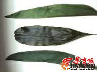 端午节将至 工业品让枯黄粽叶返青质地软有异味