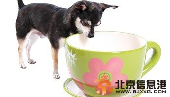 英商家推狗狗专用花茶：喝了能除口臭能让毛光亮