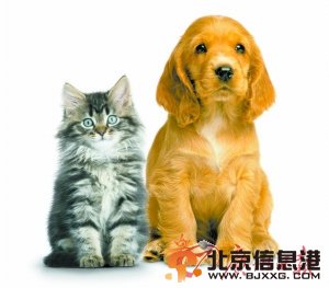 汪星人喵星人来袭！ 那些爆红的宠物们（图） 