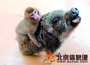 小猴爱趴野猪背上 跨越种族亲密依偎