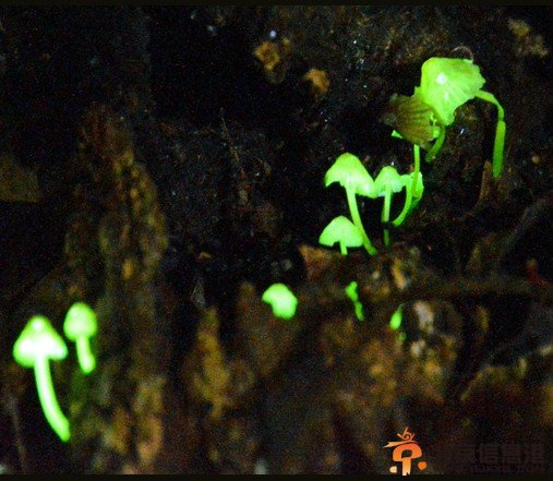 奄美大岛的山中会发光的蘑菇。