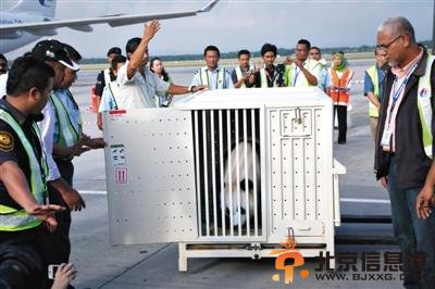 中国熊猫抵达马来西亚租期10年 熊猫馆耗资610万美元