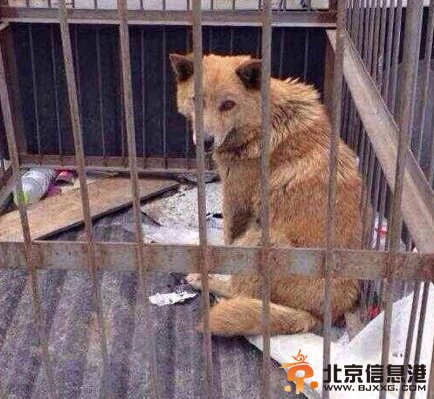 网曝犬类收容所人员当着狗妈妈摔死小狗