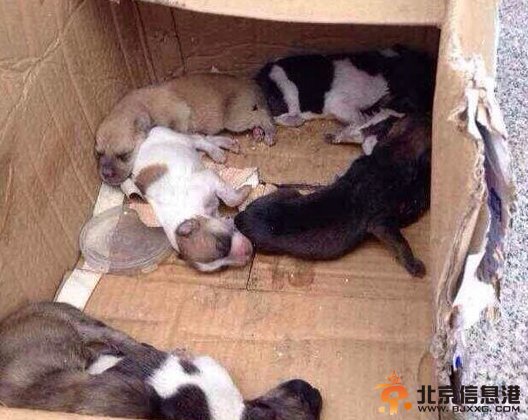 网曝犬类收容所人员当着狗妈妈摔死小狗