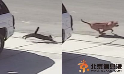 图为当日猫咪追逐恶犬的监控录像。目前，这只咬人的恶犬已经被处决。