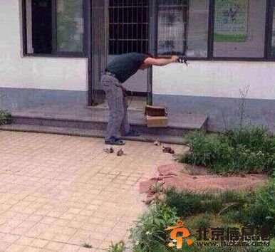 收容所摔狗 收容所成流浪狗地狱