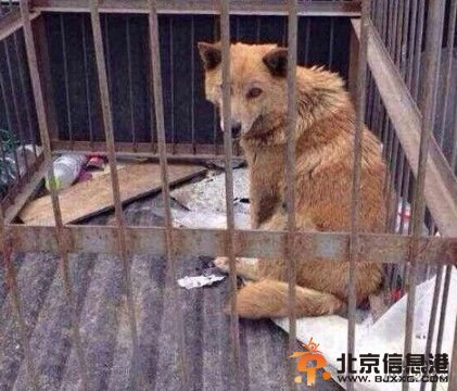 收容所摔狗 收容所成流浪狗地狱