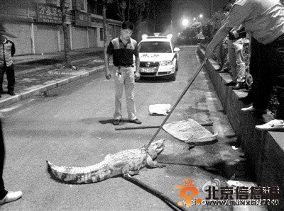 安徽宣城现2.1米长非洲尼罗鳄 民警用防爆钢叉制服(图)