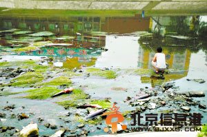 <a href='http://www.bjxxg.cn/news/beijing/' target='_blank'><u>北京</u></a>通惠河雨后惊现大量死鱼 多为野生鲶鱼
