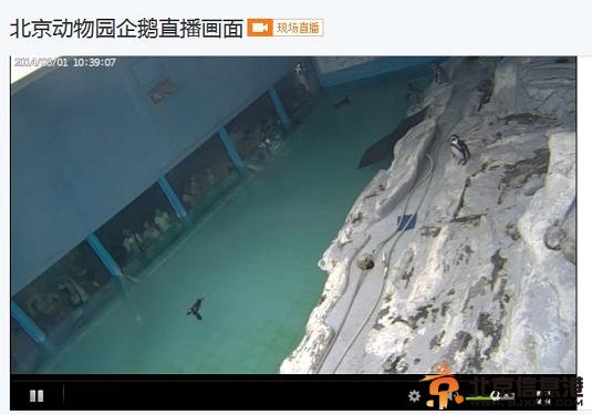 北京网上直播动物园 小朋友可在家看神兽(图)