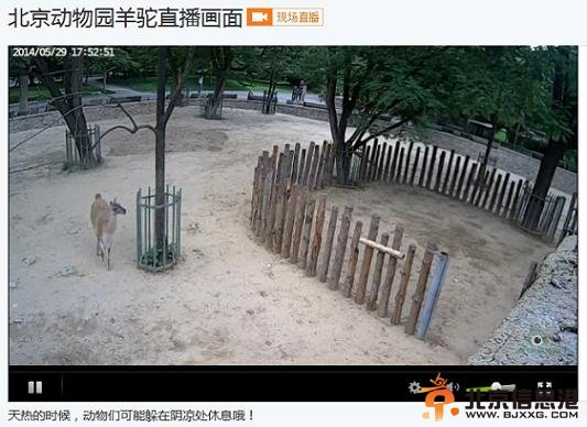 北京网上动物园上线 在家就能看