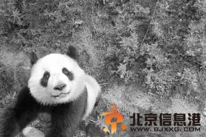 29岁熊猫儿孙遍布全球 年龄相当于人类90岁