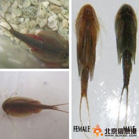 三眼恐龙虾现身成都 系二亿五千万年前恐龙时期生物