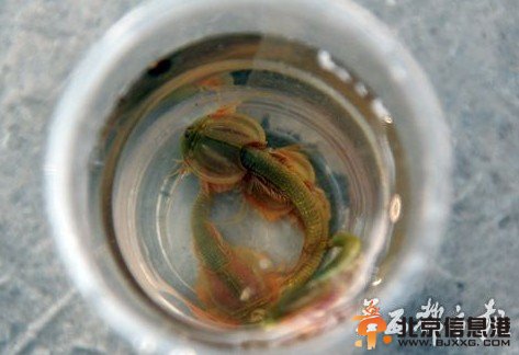 四川半虾半鱼生物吓呆村民 三眼恐龙虾复活[图]