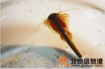 四川半虾半鱼生物是恐龙时代生物 三眼恐龙虾怎么养