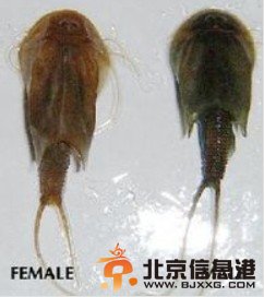 四川半虾半鱼生物是恐龙时代生物 三眼恐龙虾怎么养