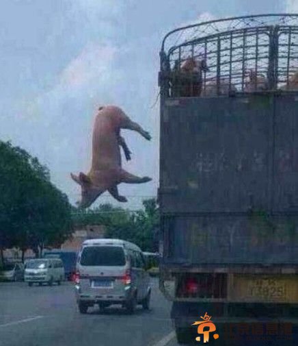 猪从车上跳下