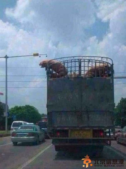 猪在运送途中