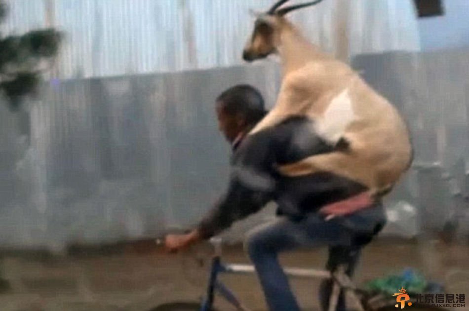 男子背驮山羊在闹市骑行