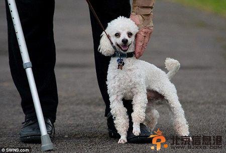 由于路灯灯柱漏电，宠物狗“小虾”在“解手”时不幸触电。