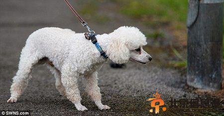 目前，“小虾”的身体已无大碍，但它再也不敢靠近金属灯柱了。