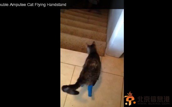 主人在召唤，小猫“靴子”要跟着下楼