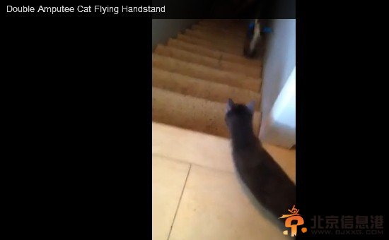 主人在召唤，小猫“靴子”要跟着下楼