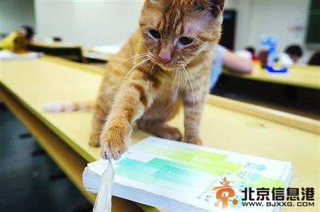 复旦“学术猫”高票当选毕业晚会红毯嘉宾(图)