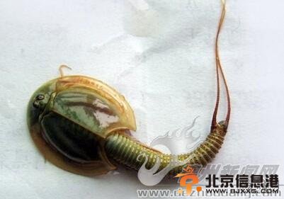 四川半虾半鱼生物