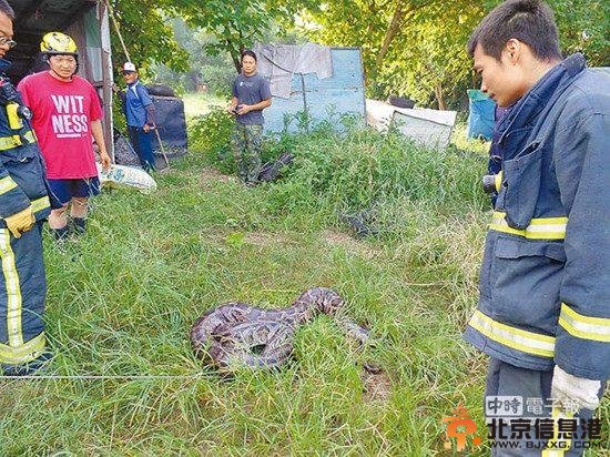 百斤巨蟒乍看似轮胎遭8名大汉力擒（图）