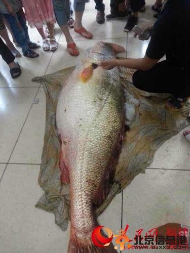 女婿送岳父300万黄唇鱼 嘴巴比成年人双手还大