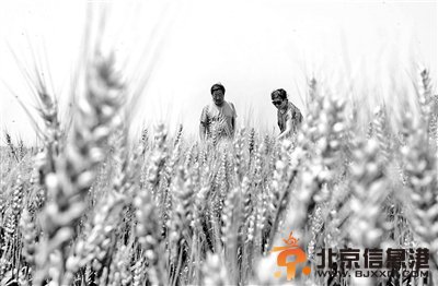 <a href='http://www.bjxxg.cn/news/beijing/' target='_blank'><u>北京</u></a>“家庭农场”试点单个近千亩 农委称太大了